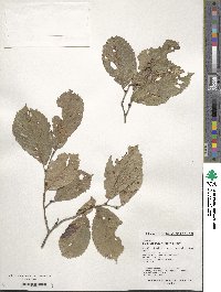 Ulmus davidiana image