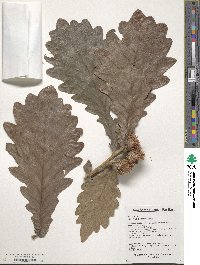 Quercus dentata image