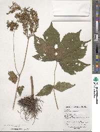 Image of Filipendula glaberrima