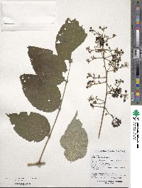 Aralia elata image