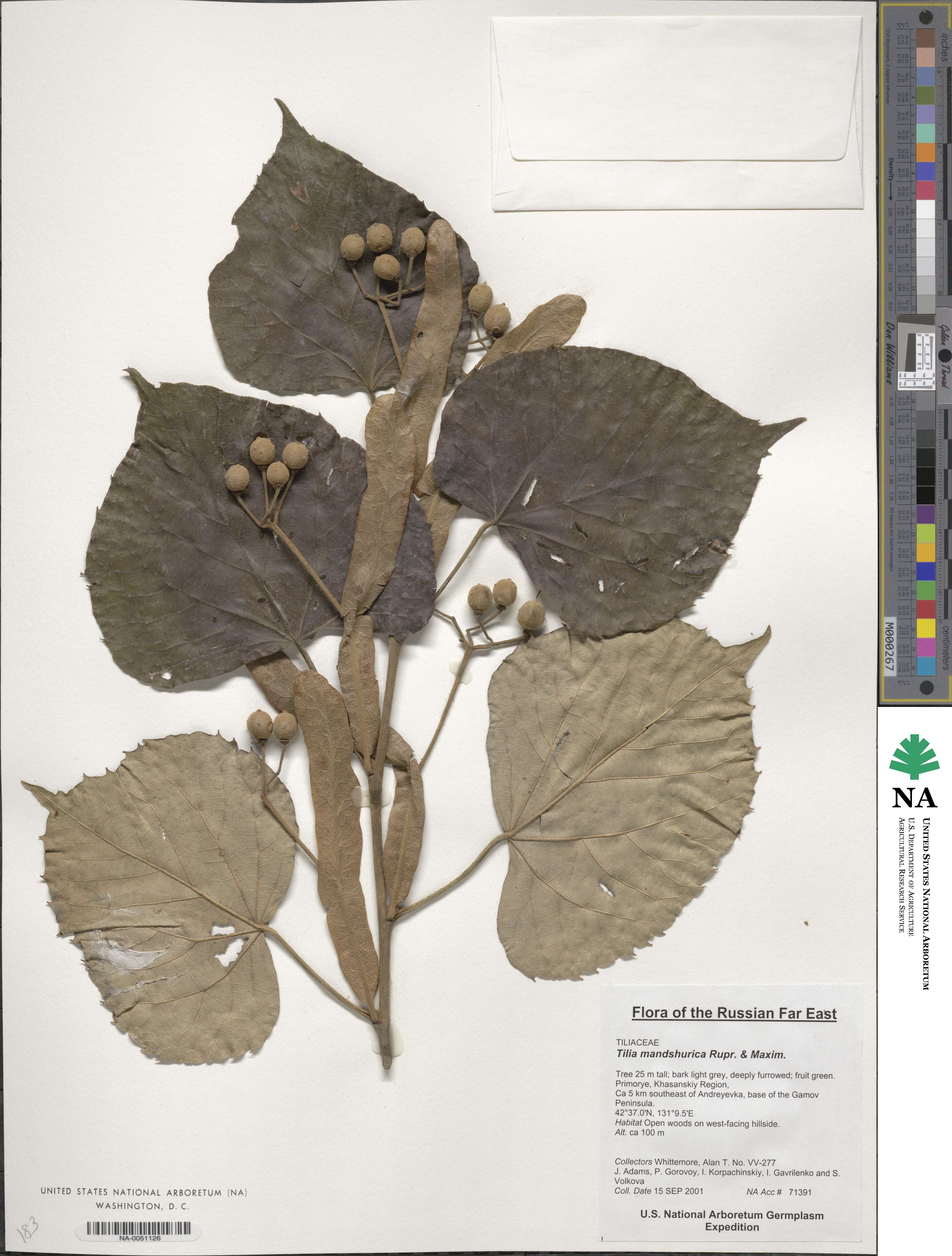 Tilia mandshurica image