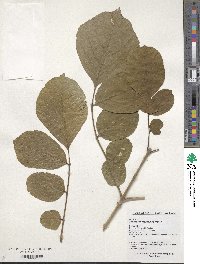 Fraxinus chinensis image