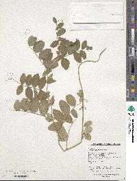 Lathyrus japonicus image