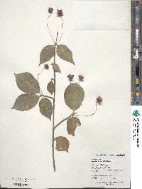 Euonymus maackii image