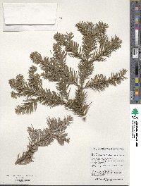 Abies nephrolepis image