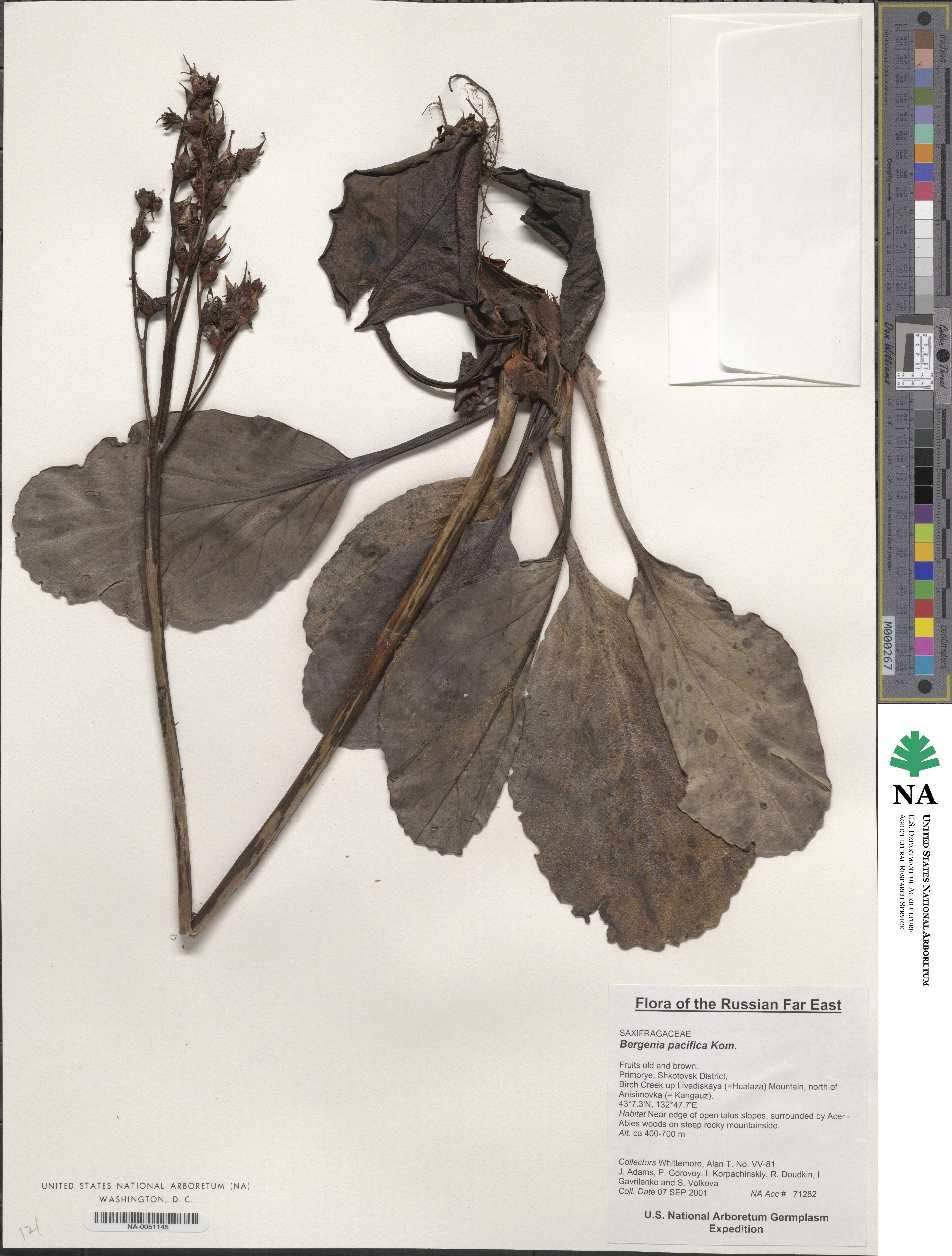 Bergenia crassifolia image