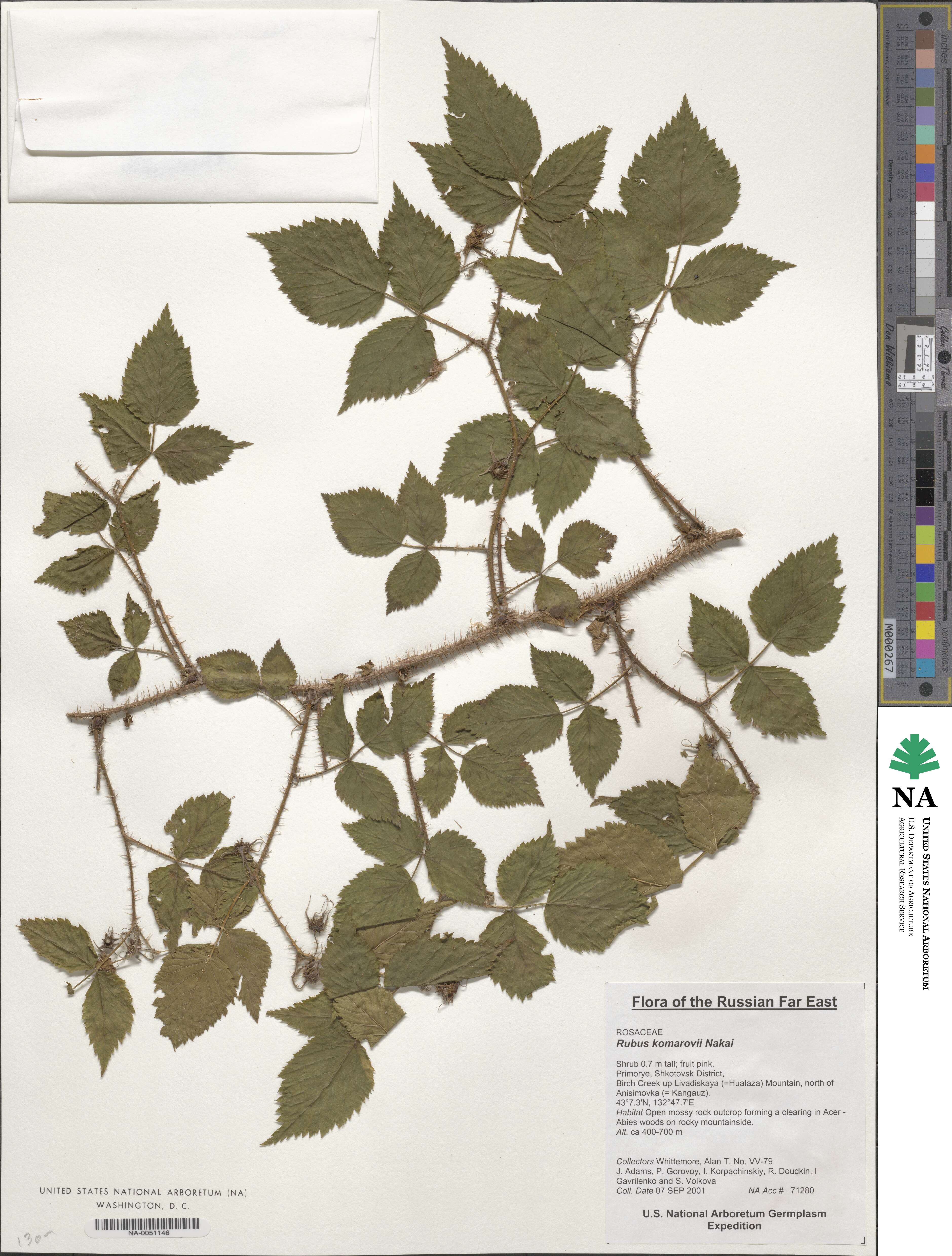 Rubus idaeus subsp. melanolasius image