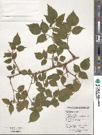 Rubus idaeus image