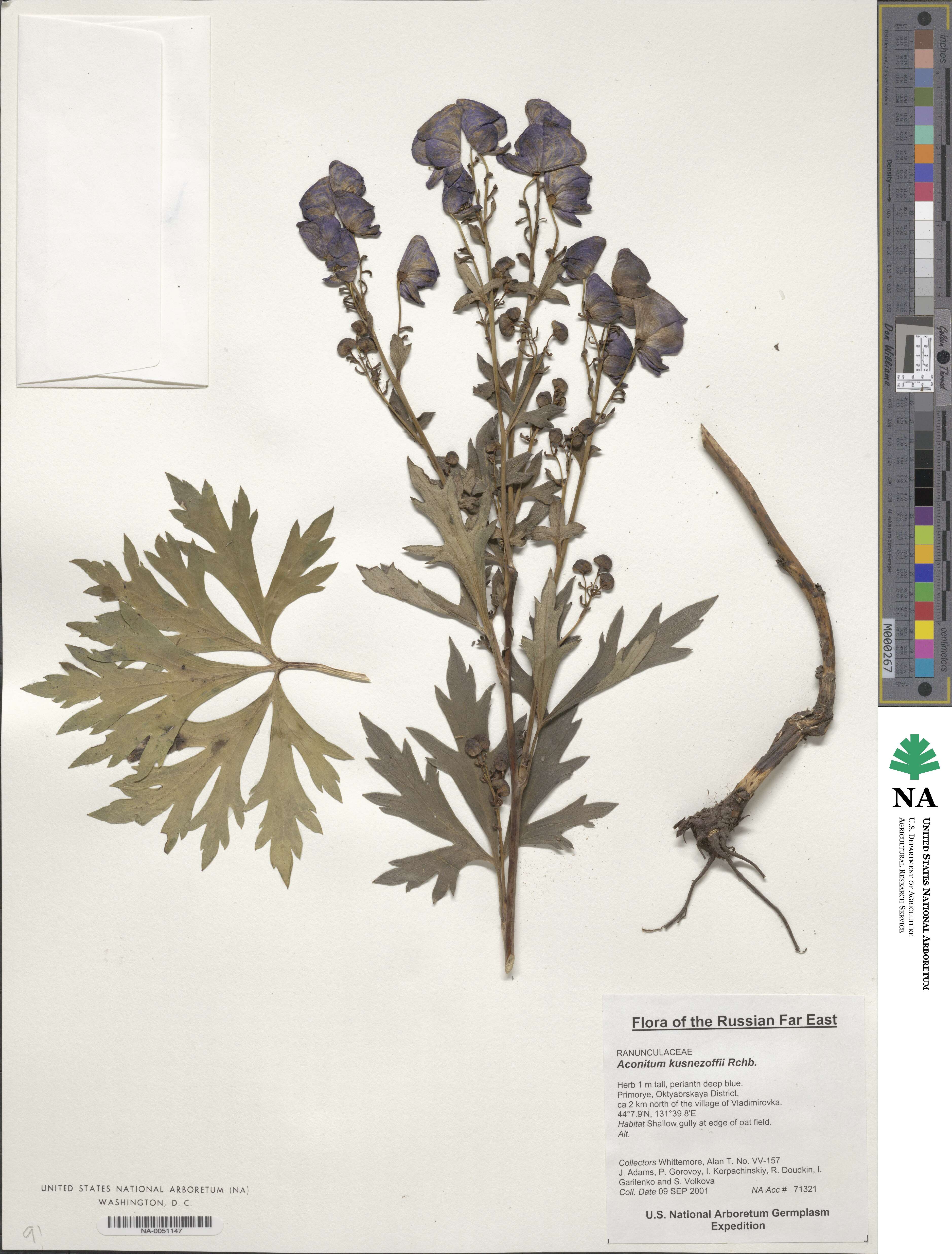 Aconitum kusnezoffii image