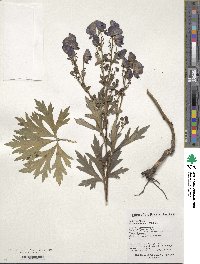 Aconitum kusnezoffii image