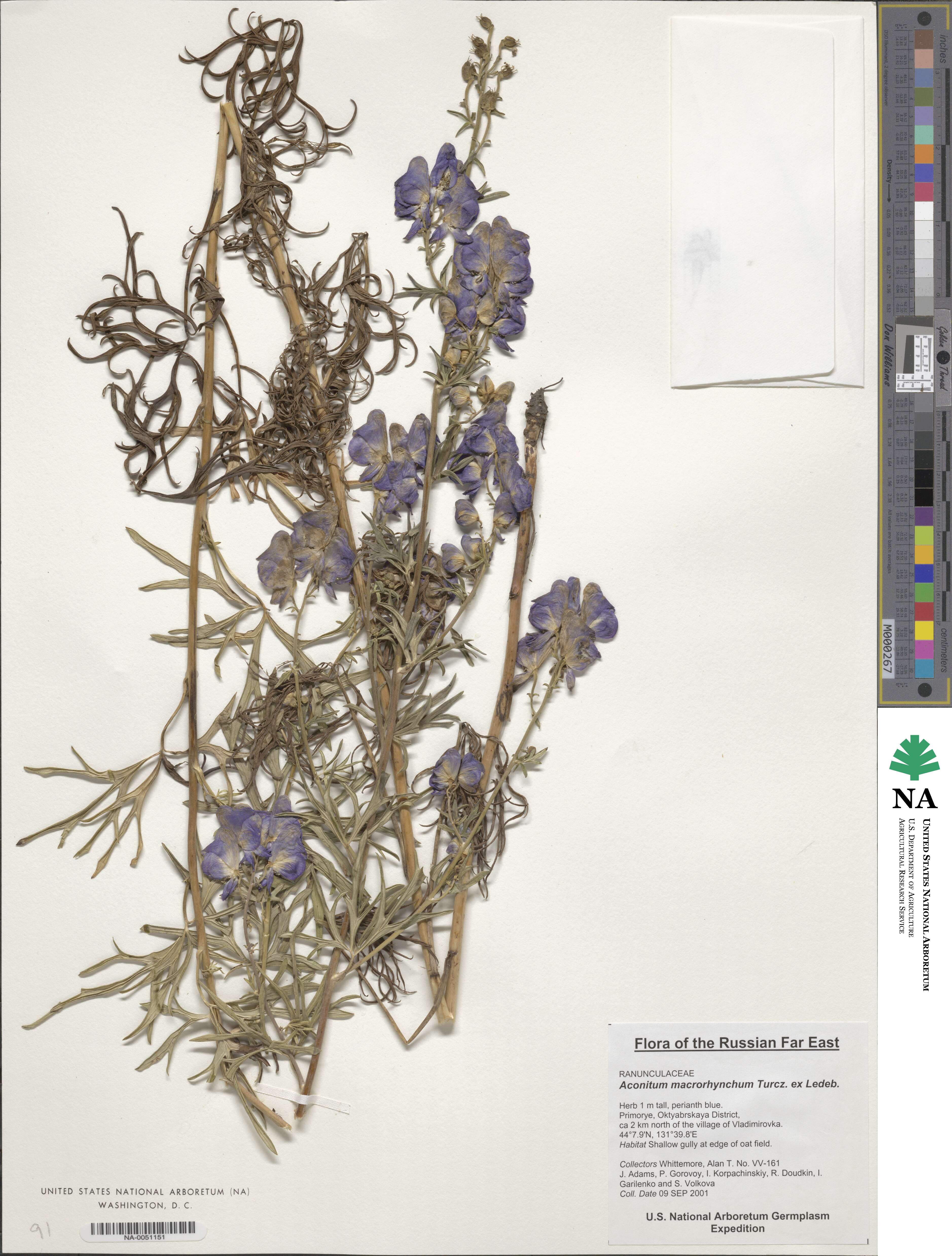 Aconitum macrorhynchum image