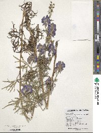 Image of Aconitum macrorhynchum