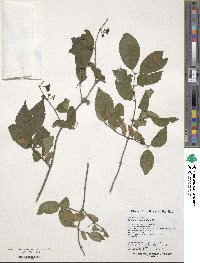 Lonicera ruprechtiana image