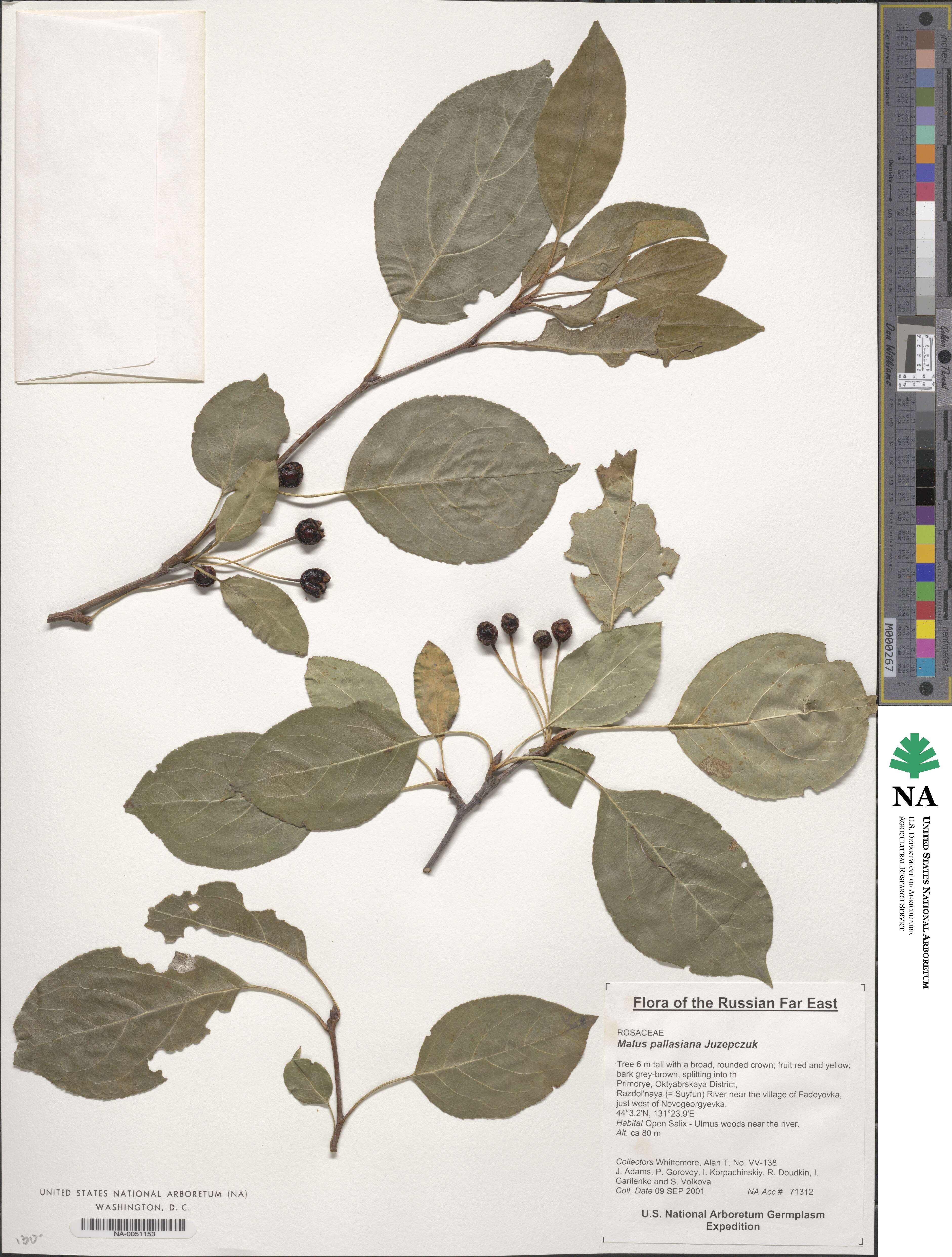 Malus pallasiana image