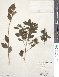 Spiraea japonica image