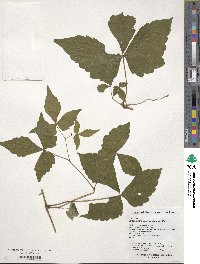 Ampelopsis japonica image