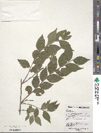 Ulmus pumila image