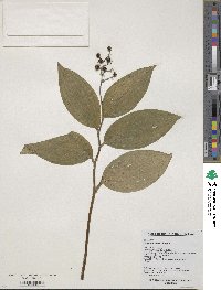 Maianthemum japonicum image