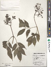 Sambucus racemosa image