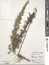 Artemisia lancea image