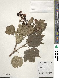 Viburnum sargentii image