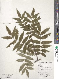 Sorbus aucuparia image