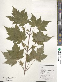 Acer komarovii image