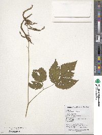 Aruncus dioicus image