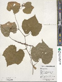 Vitis amurensis image