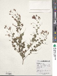 Lespedeza bicolor image