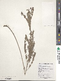 Lespedeza juncea image