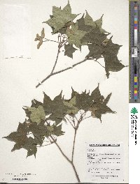 Acer pictum image