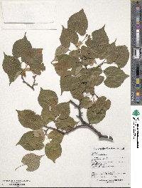 Tilia amurensis image