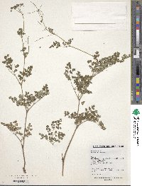 Thalictrum foetidum image