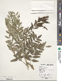 Sophora flavescens image