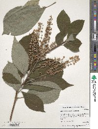 Clethra barbinervis image