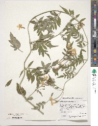 Jasminum polyanthum image