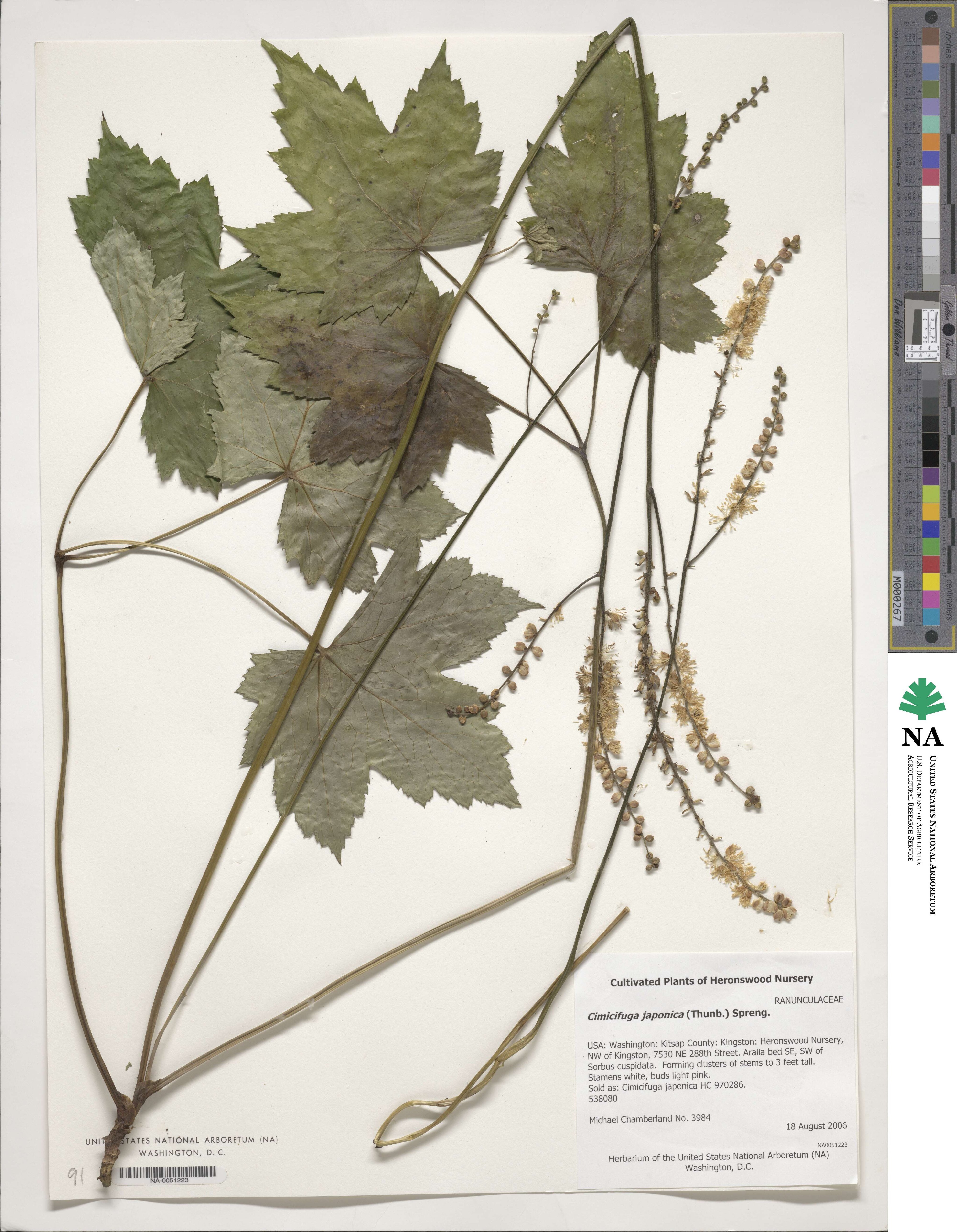 Actaea japonica image