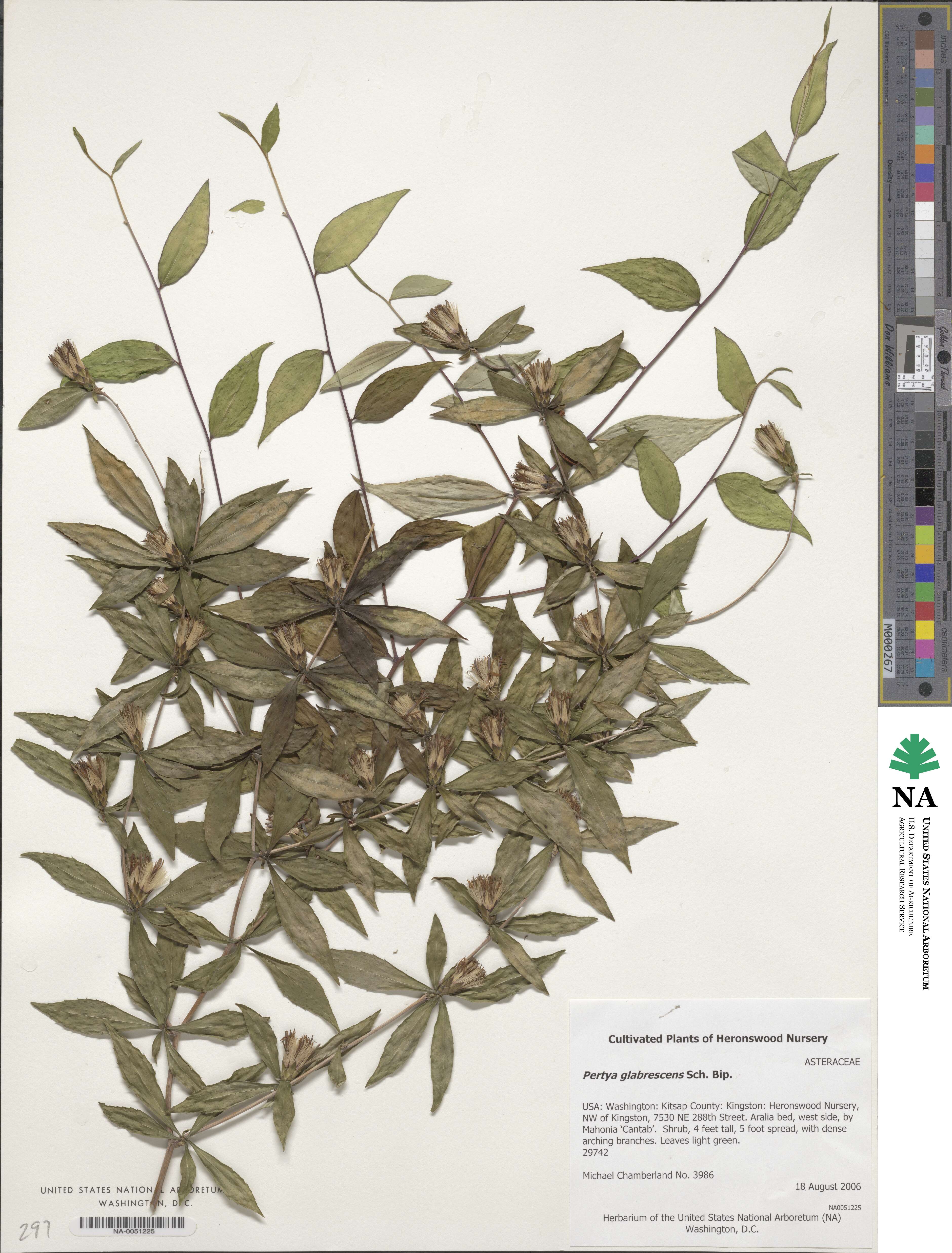 Pertya glabrescens image