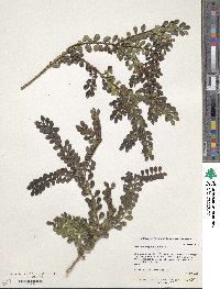 Image of Azara microphylla