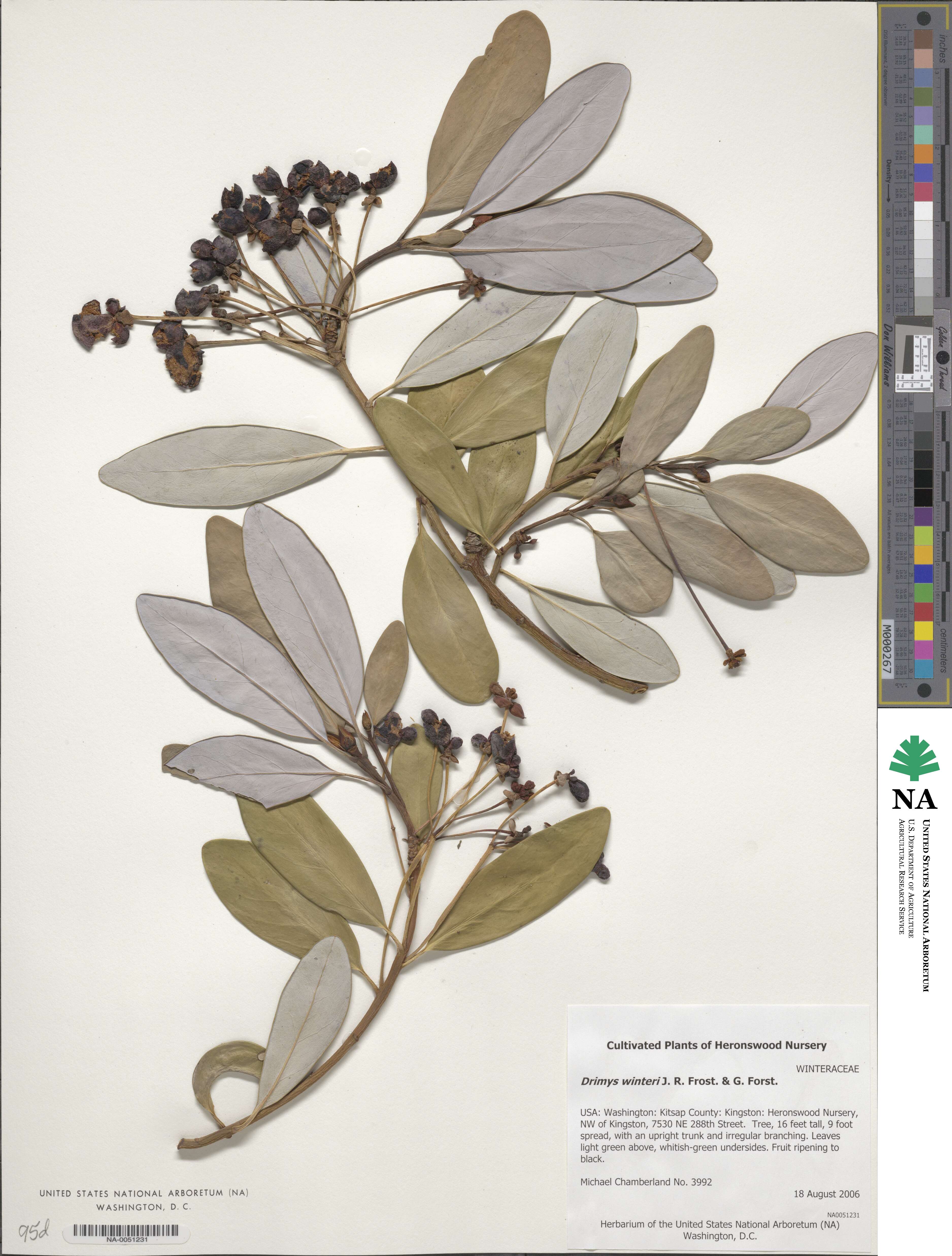 Winteraceae image