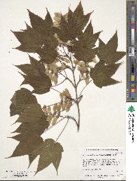 Acer forrestii image