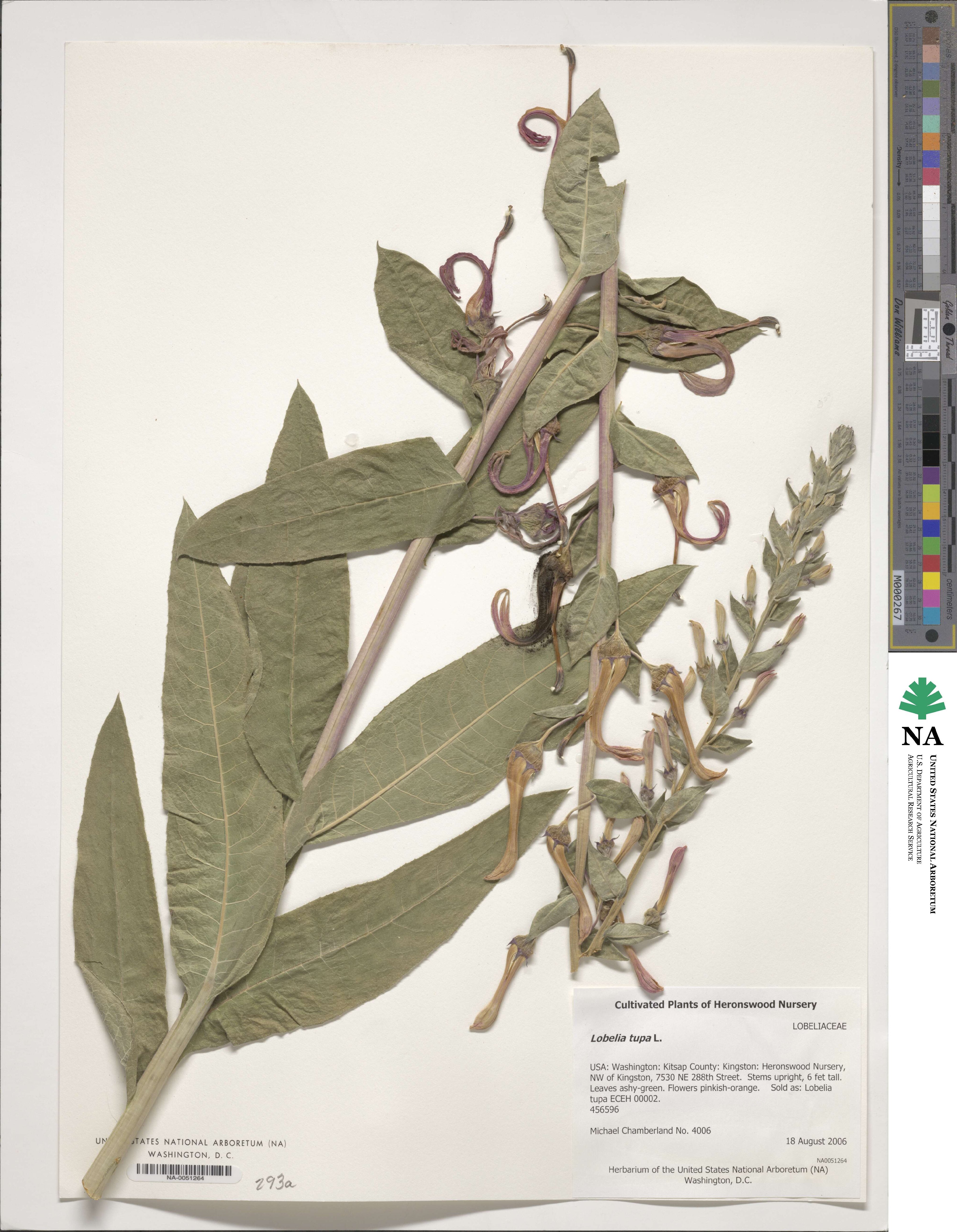 Lobelia tupa image