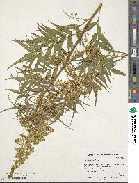 Datisca cannabina image