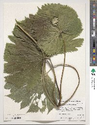 Glaucidium palmatum image