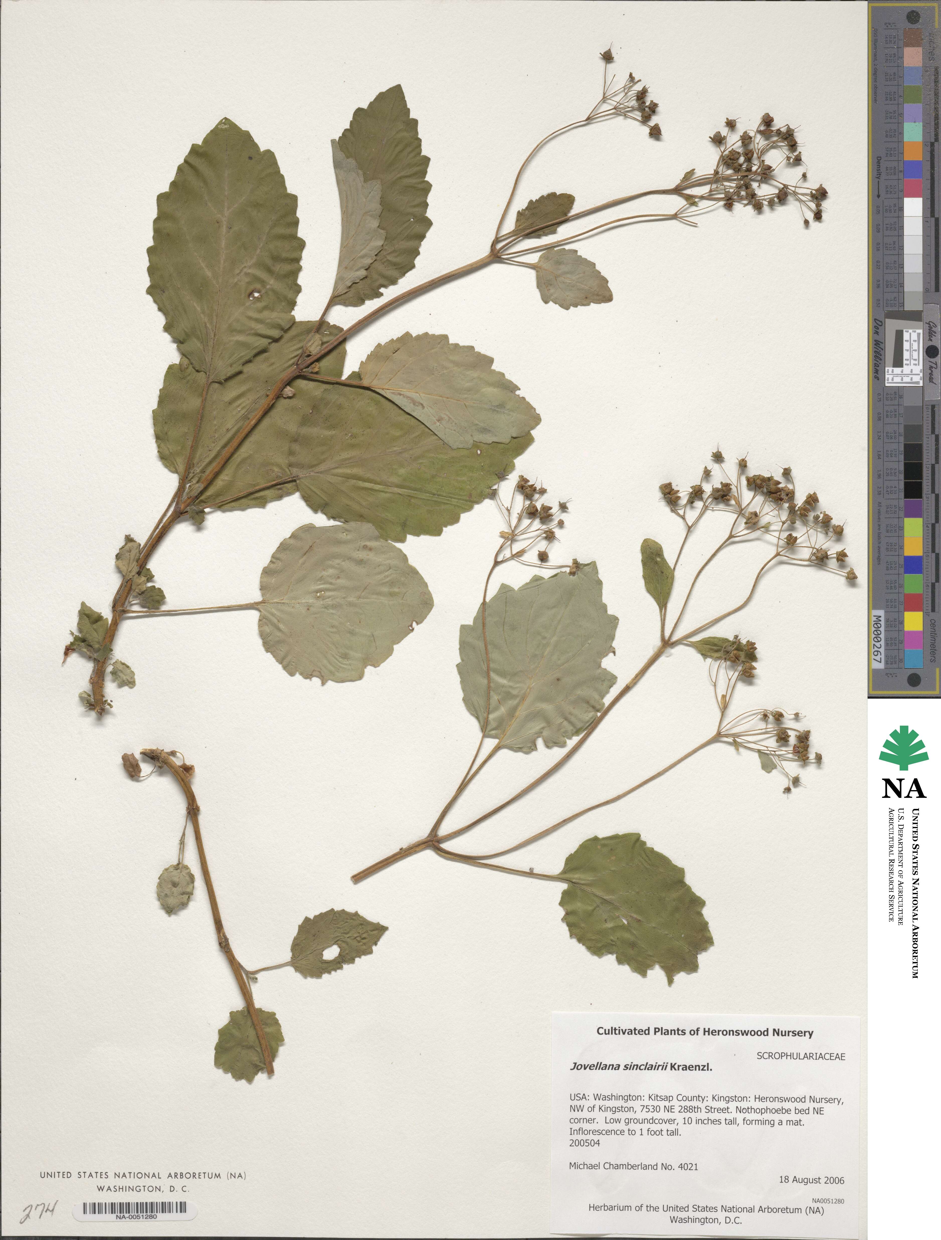 Jovellana sinclairii image