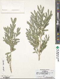 Image of Buxus bodinieri