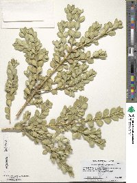 Buxus microphylla image