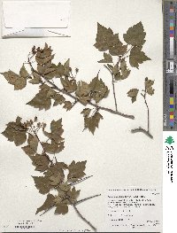 Crataegus phaenopyrum image