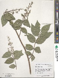 Deutzia scabra image